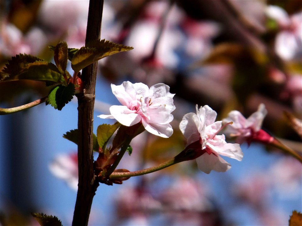 Prunus incisa var. kinkiensis "Kumagaizakura"