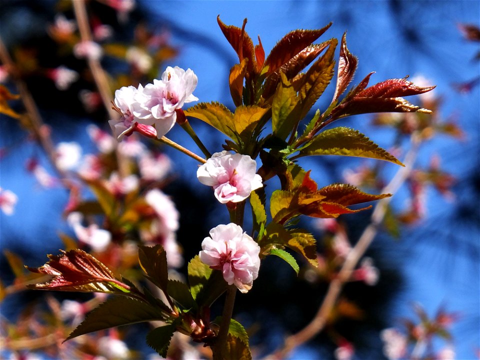 Prunus incisa var. kinkiensis "Kumagaizakura"