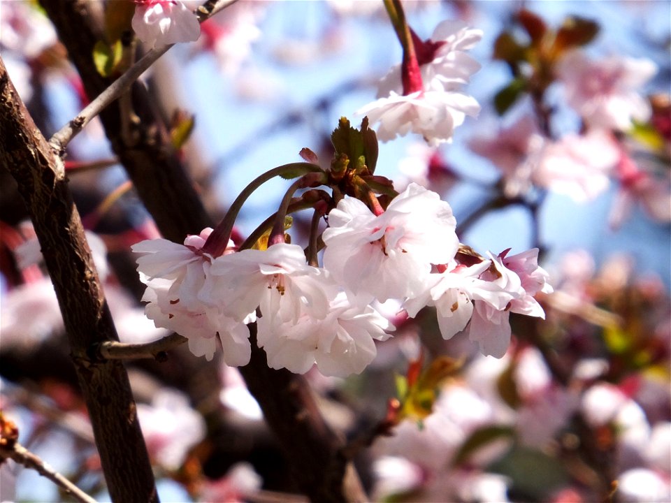 Prunus incisa var. kinkiensis "Kumagaizakura"