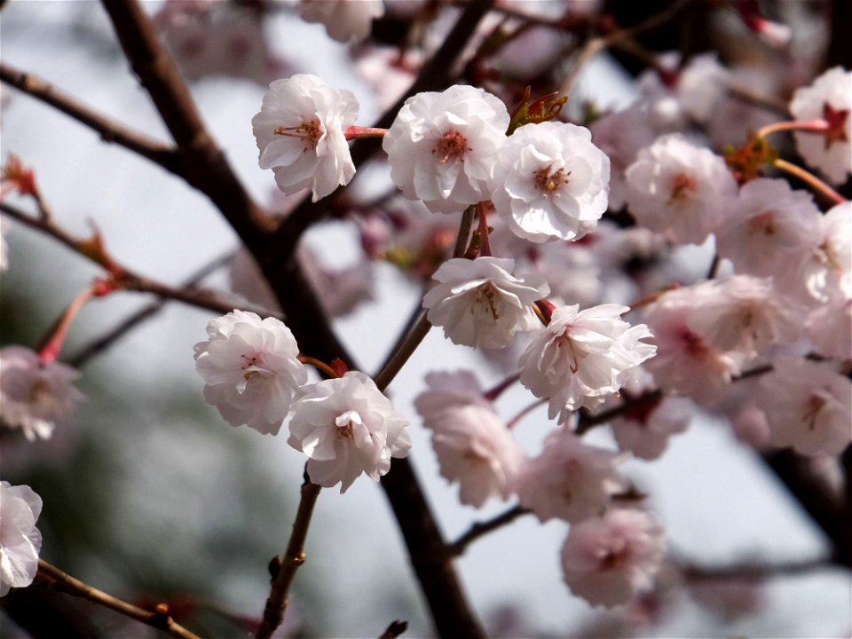 Prunus incisa var. kinkiensis "Kumagaizakura"