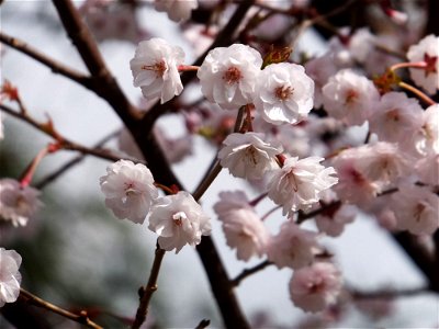 Prunus incisa var. kinkiensis "Kumagaizakura"