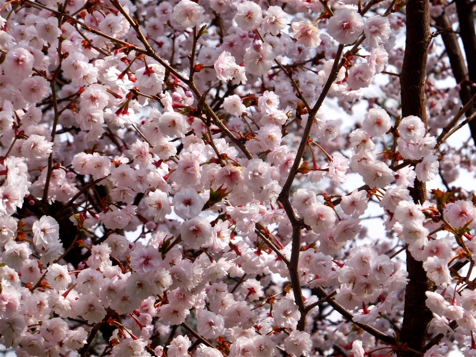 Prunus incisa var. kinkiensis "Kumagaizakura"