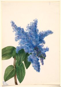 California Lilac (Ceanothus thyrsiflorus) photo