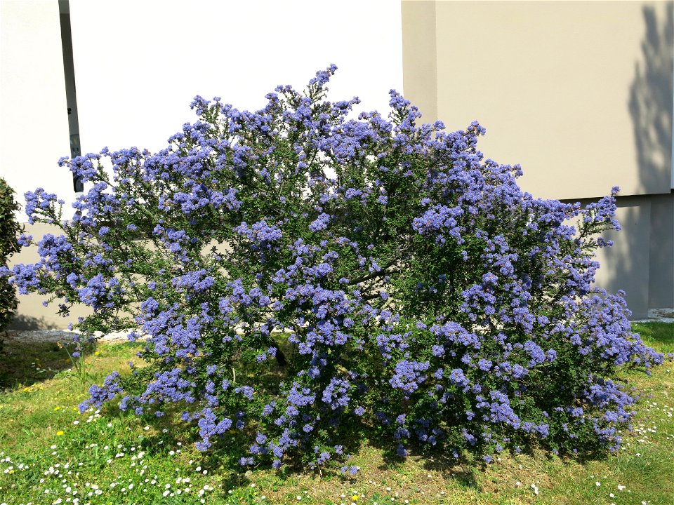 Ceanothe in the parc de l'Aulnaye à Vaires-sur-Marne (Seine-et-Marne, France).