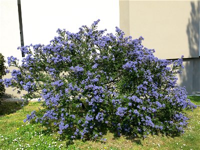 Ceanothe in the parc de l'Aulnaye à Vaires-sur-Marne (Seine-et-Marne, France).