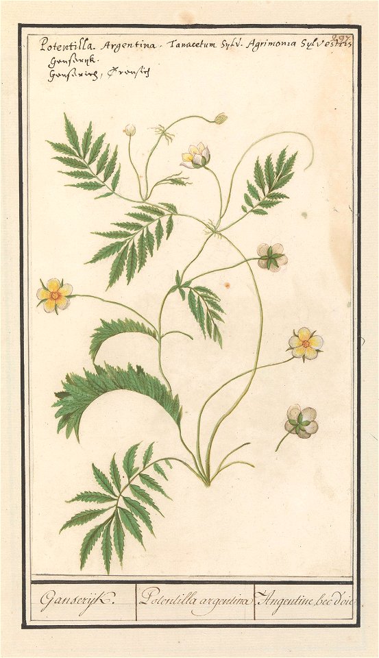 IdentificatieTitel(s): Ganzerik (Potentilla)Ganserijk. / Potentilla argentina / Angentine bec d'oie (titel op object)Objecttype: tekening Objectnummer: RP-T-BR-2017-1-10-101Omschrijving: Ganzerik. Gen