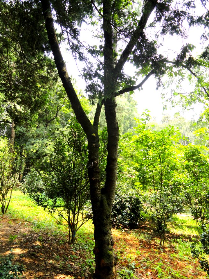 Plant specimen in the Kunming Botanical Garden, Kunming, Yunnan, China.