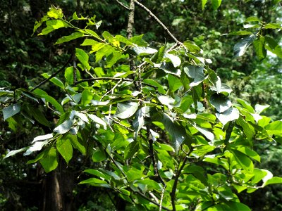 Plant specimen in the Kunming Botanical Garden, Kunming, Yunnan, China.