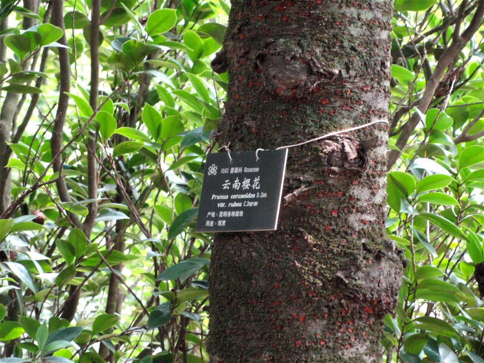 Plant specimen in the Kunming Botanical Garden, Kunming, Yunnan, China.