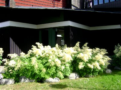 Sweden. Stockholm. Djurgården