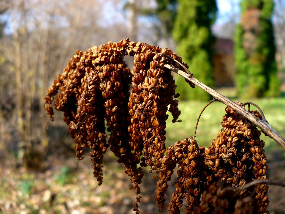 Aruncus dioicus or A. sylvestris in the Chernel arboretum, Kőszeg, Hungary