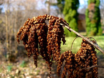 Aruncus dioicus or A. sylvestris in the Chernel arboretum, Kőszeg, Hungary