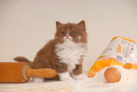 Bitisch short hair british longhair cinnamon-white
