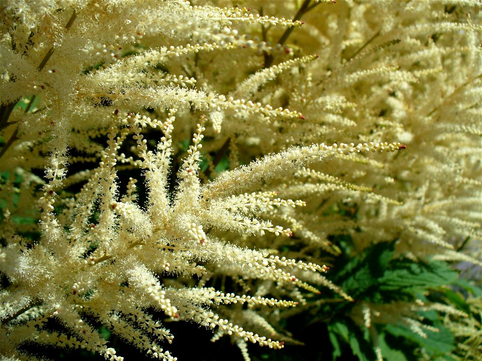 I am the originator of this photo. I hold the copyright. I release it to the public domain. This photo depicts a plant.