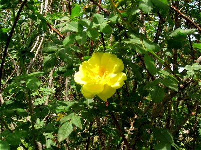 Rosa Harisonii 1830 - Ibrido R. Foetida