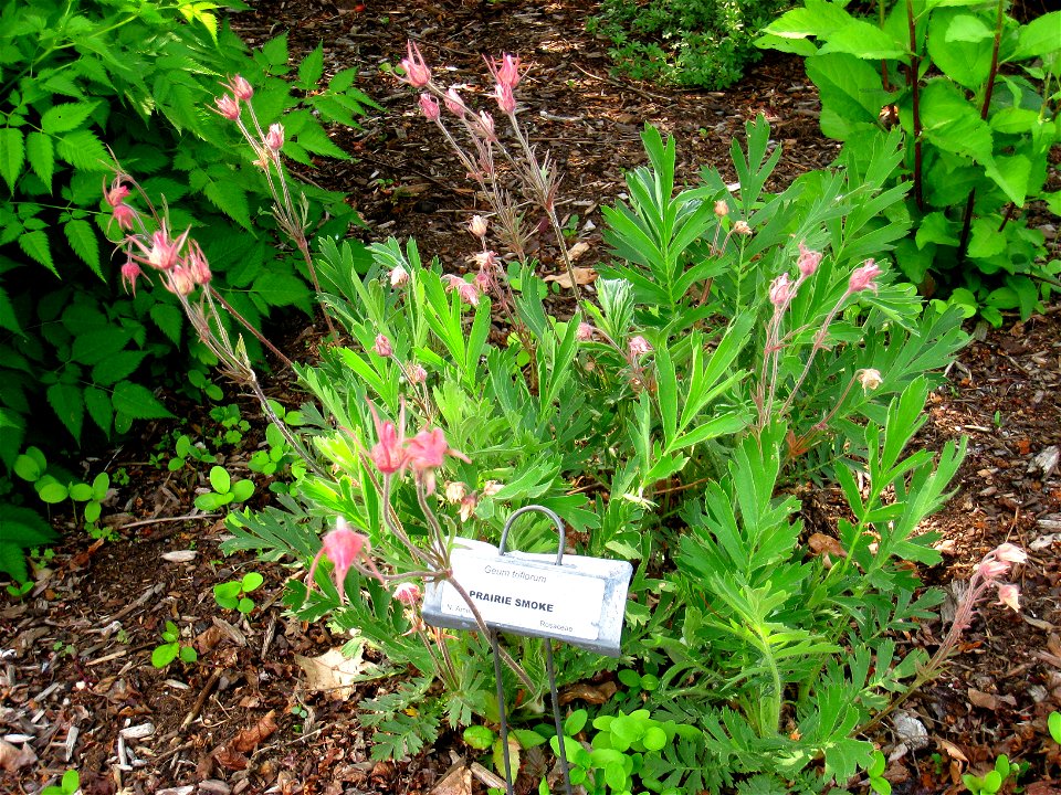 Geum triflorum, Tower Hill Botanic Garden, Boylston, Massachusetts, USA.