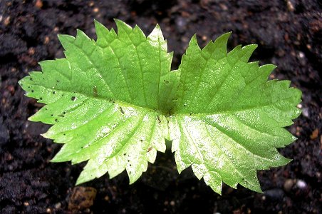 Photo of seedling of Rock Elm taken by author.