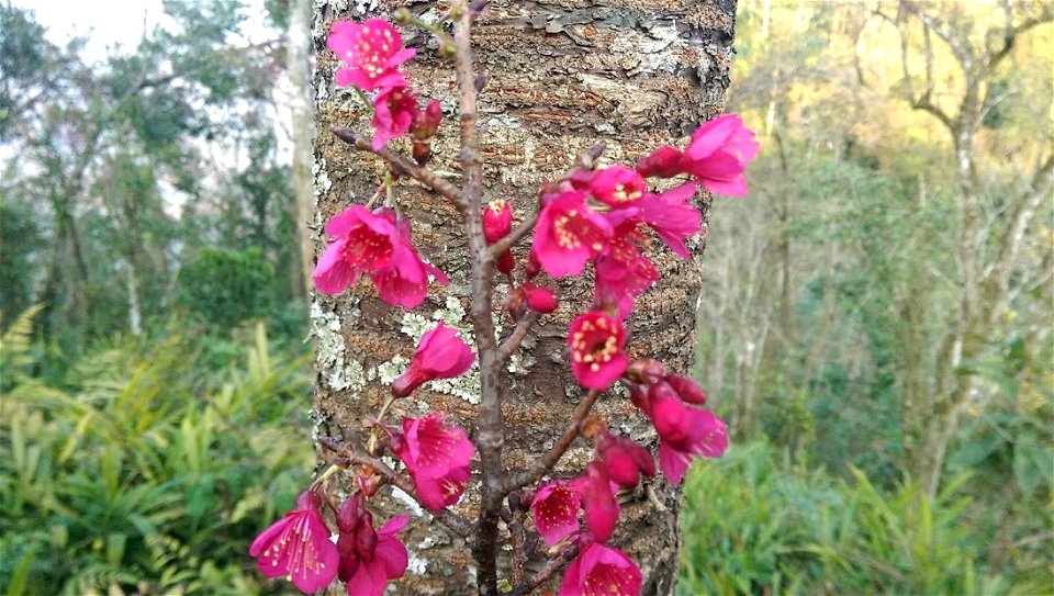 Anh đào hoa chuông, ảnh chụp tại Tà Xùa, Sơn La.