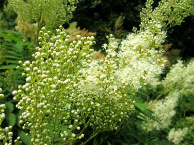 Sibirische Fiederspiere (Sorbaria sorbifolia) ausgewildert im Naturschutzgebiet „St. Arnualer Wiesen“