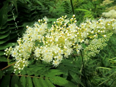 Sibirische Fiederspiere (Sorbaria sorbifolia) ausgewildert im Naturschutzgebiet „St. Arnualer Wiesen“ photo