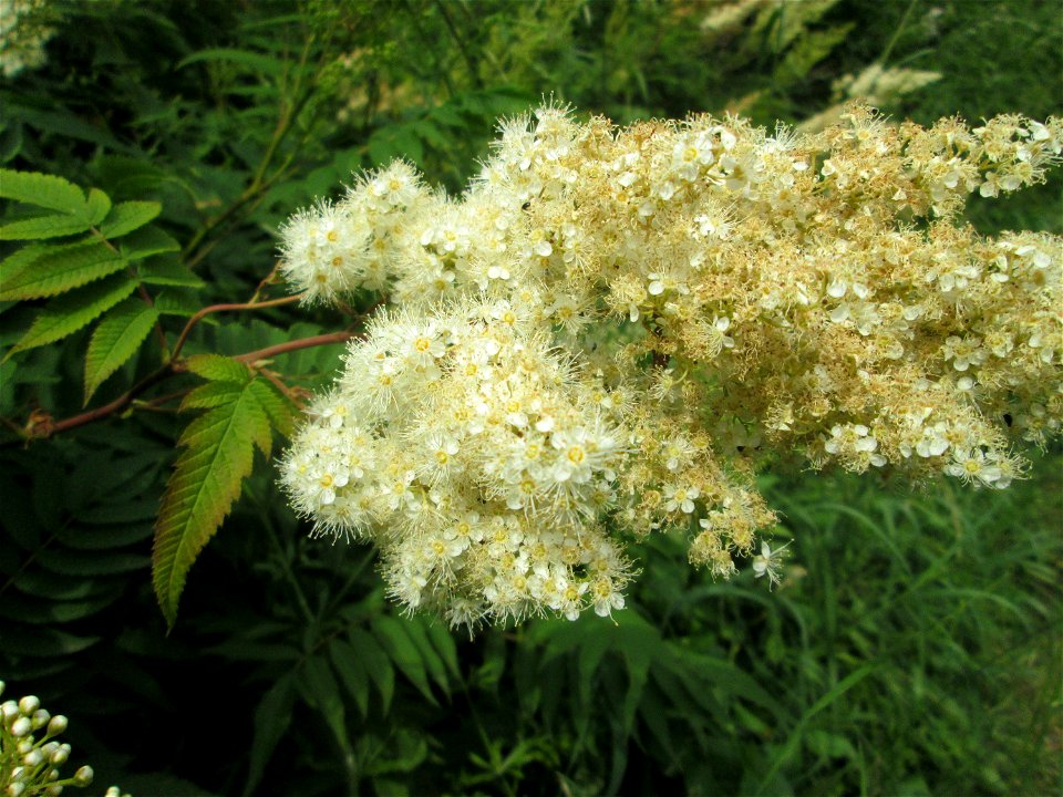 Sibirische Fiederspiere (Sorbaria sorbifolia) ausgewildert im Naturschutzgebiet „St. Arnualer Wiesen“