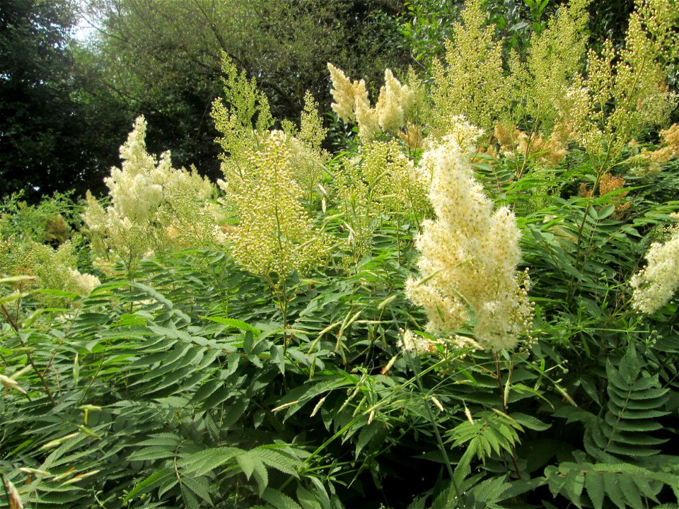 Sibirische Fiederspiere (Sorbaria sorbifolia) ausgewildert im Naturschutzgebiet „St. Arnualer Wiesen“