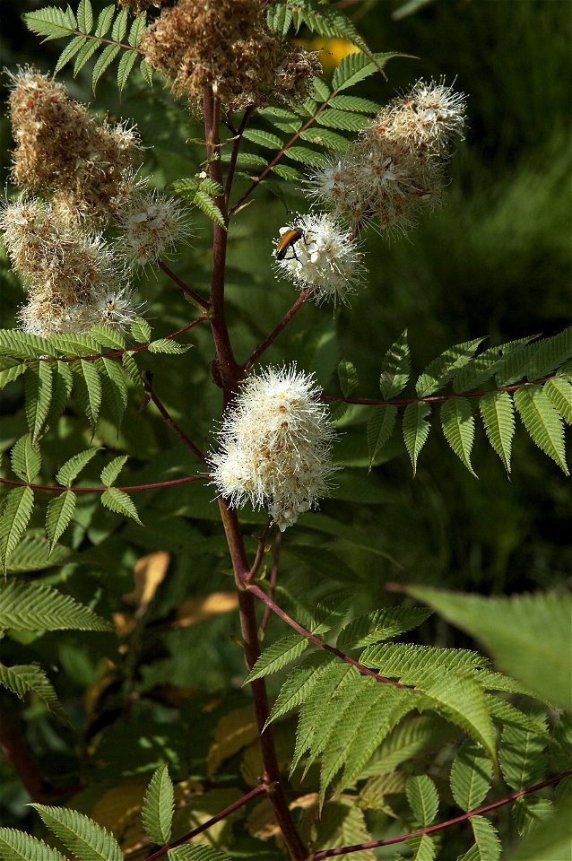 Sorbaria sorbifolia
Nederlands:  lijsterbesspirea
Other photos of the same plant