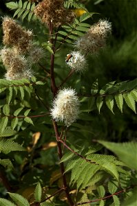 Sorbaria sorbifolia
Nederlands:  lijsterbesspirea
Other photos of the same plant