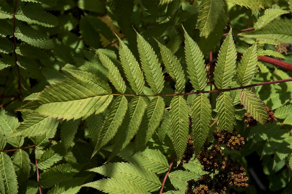 Sorbaria sorbifolia
Nederlands:  lijsterbesspirea
Other photos of the same plant