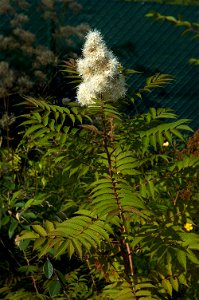 Sorbaria sorbifolia
Nederlands:  lijsterbesspirea
Other photos of the same plant