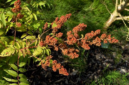 Sorbaria sorbifolia Nederlands: lijsterbesspirea Other photos of the same plant photo