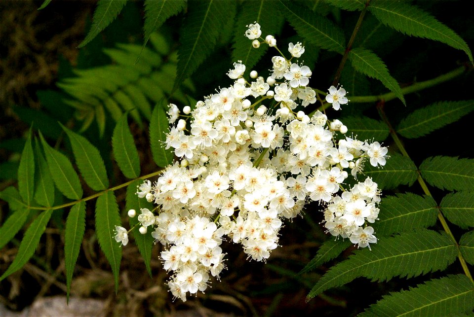 unknown plant - in China  This is Sorbaria sorbifolia. Seysi.