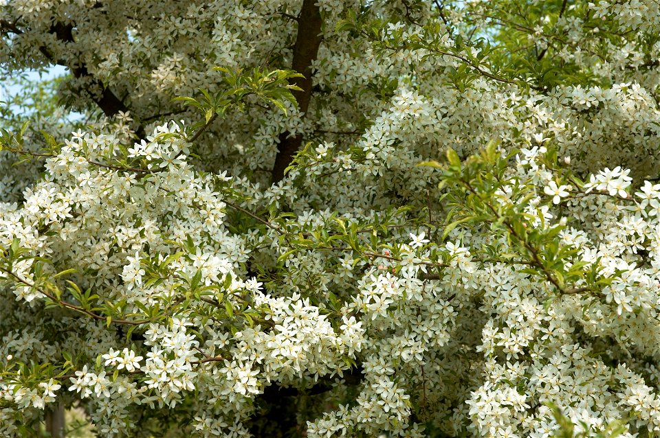 Flowering Malus toringo var. sargentii, sieboldii
Other photos of the same tree