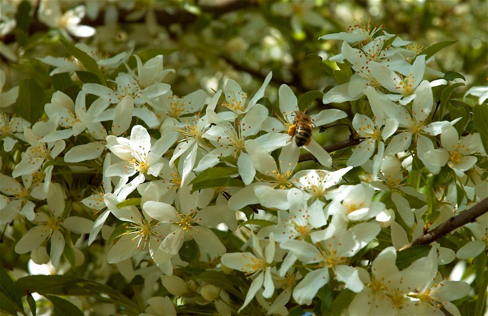 Flowering Malus toringo var. sargentii, sieboldii
Other photos of the same tree