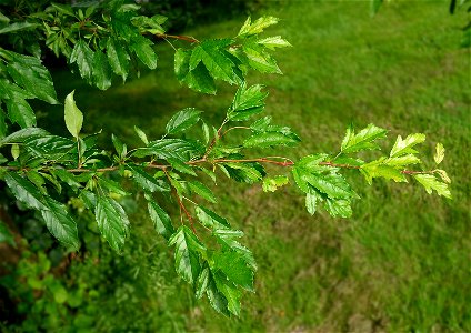 Leaves Malus toringo var. sargentii, sieboldii. Note the different shapes of the leaves.
Other photos of the same tree