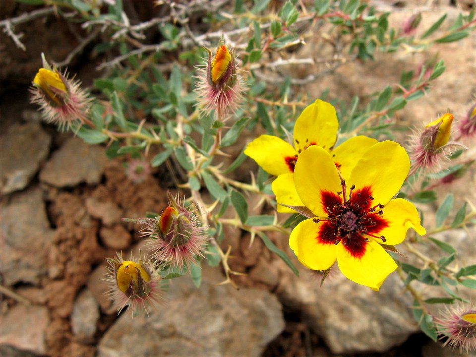 Flower in Iran. (Rosa persica)