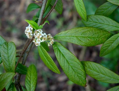 Cotoneaster 'Cornubia' possibly a hybrid of Cotoneaster frigidus and Cotoneaster salicifolius
Photos of the same bush