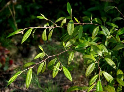Cotoneaster 'Cornubia' possibly a hybrid of Cotoneaster frigidus and Cotoneaster salicifolius
Photos of the same bush