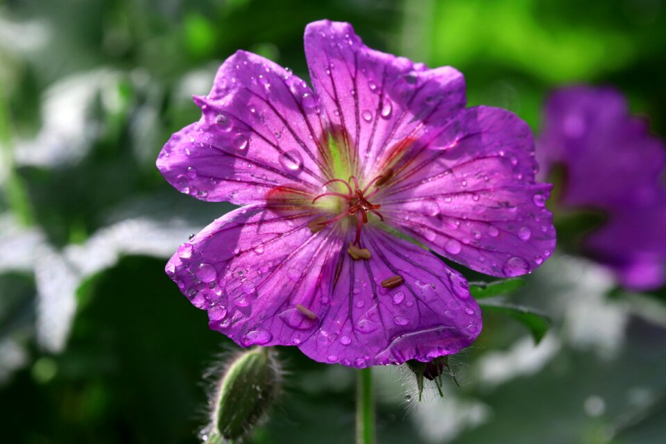 Nature plant close up