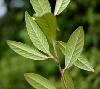 Cotoneaster 'Cornubia' possibly a hybrid of Cotoneaster frigidus and Cotoneaster salicifolius
Photos of the same bush