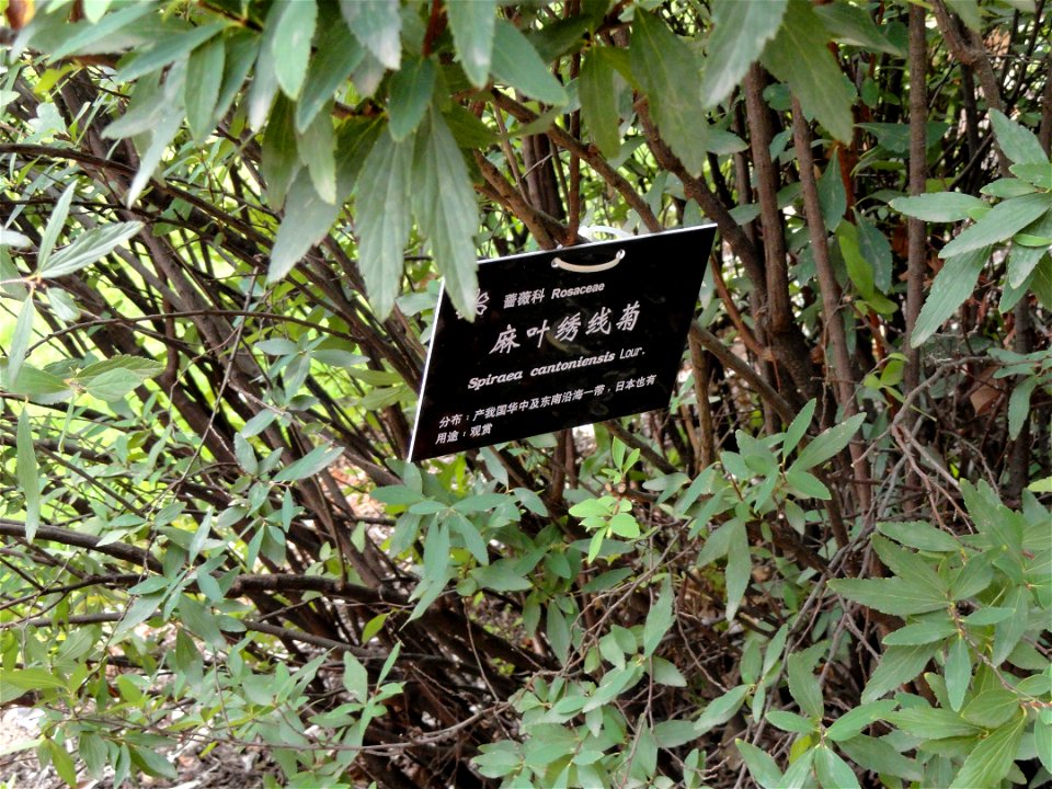 Plant specimen in the Kunming Botanical Garden, Kunming, Yunnan, China.