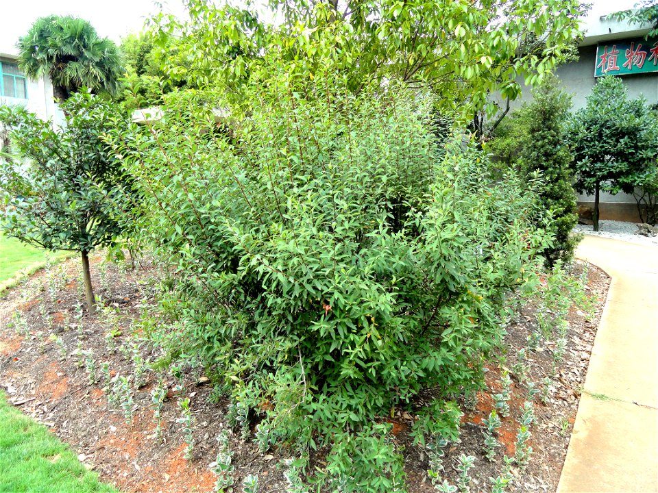 Plant specimen in the Kunming Botanical Garden, Kunming, Yunnan, China.