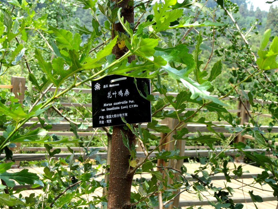 Plant specimen in the Kunming Botanical Garden, Kunming, Yunnan, China.