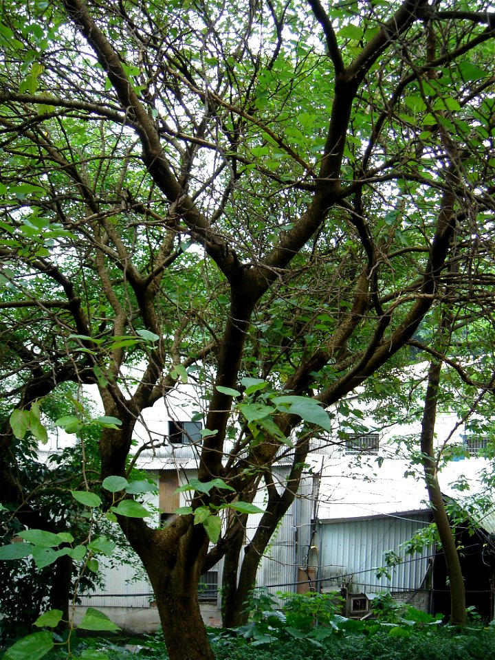 公園拍攝