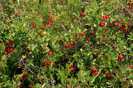 Prunus fruticosa