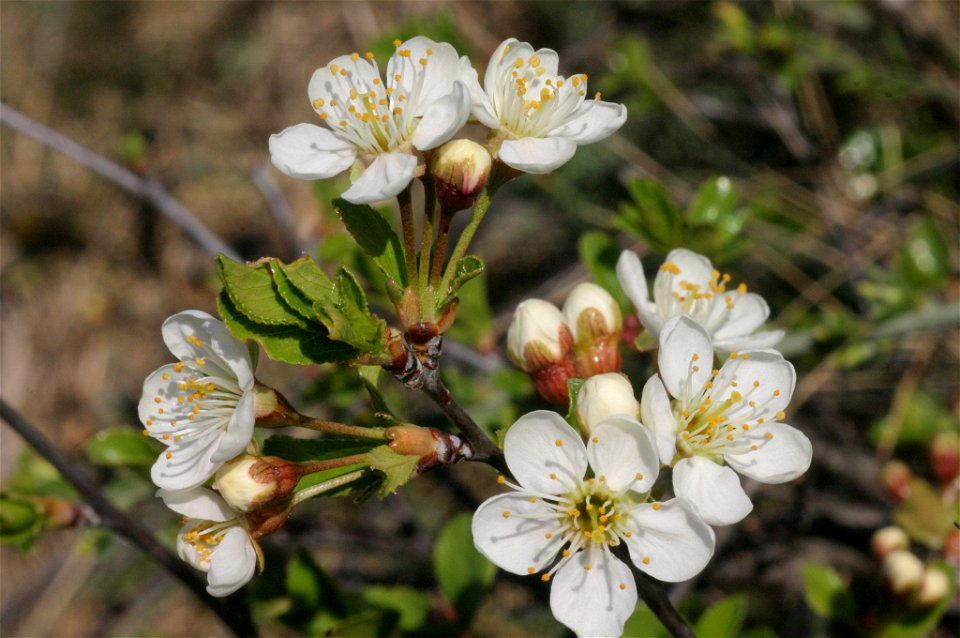 Prunus fruticosa
