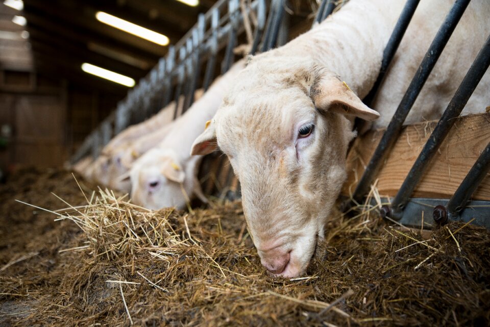 Wool pasture agriculture