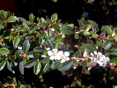 Cotoneaster dammeri Close up Dehesa Boyal de Puertollano, Spain photo