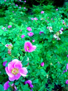 Rosa nutkana bush and flowers in Seattle, WA. photo