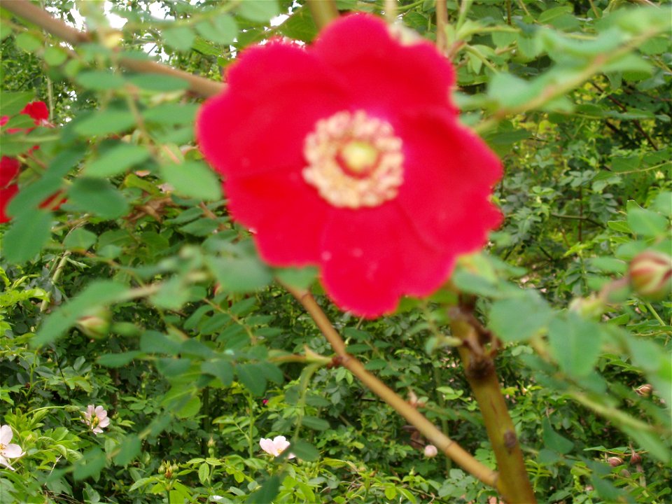 Rosa moyesii